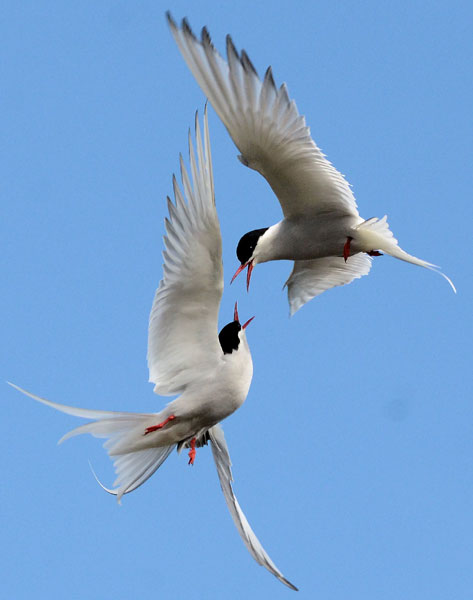 2013-10-06-Arctic-Terns-bat.jpg